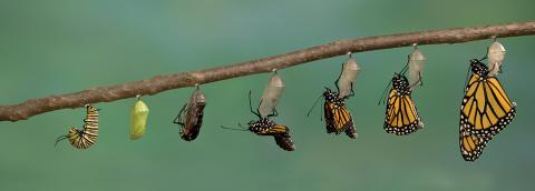 monarch catapillar morphing to butterfly